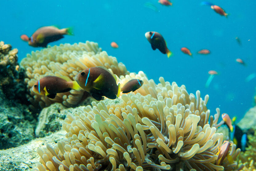 Unterwasserwelt auf den Malediven