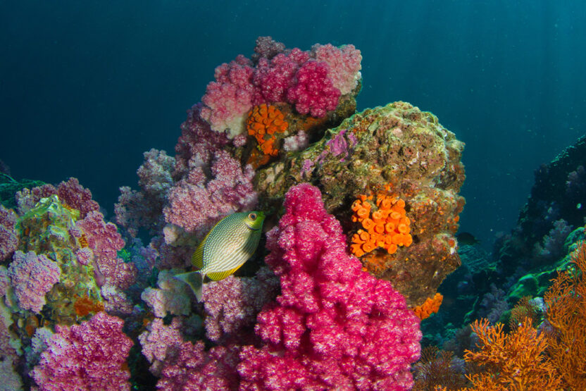 Le paradis du snorkeling en Égypte