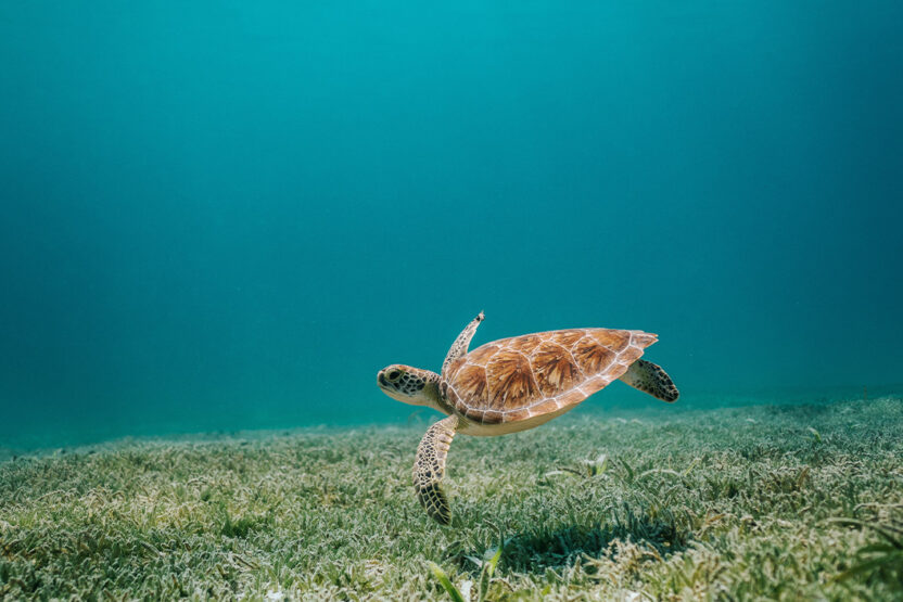 Schildkröte im Riff vor Cancún beim Schnorcheln entdecken