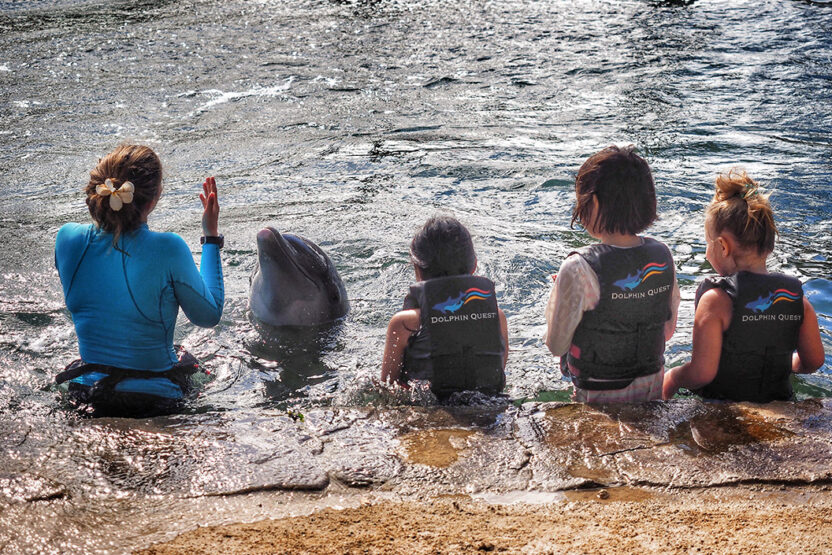 Schwimmen mit Delfinen auf den Azoren