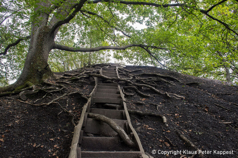 Urwald-vor-den-Toren-der-Stadt-Saarbrücken