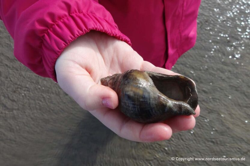 Wattenmeer