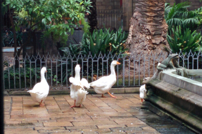 Gänse in der Kathedrale von Barcelona