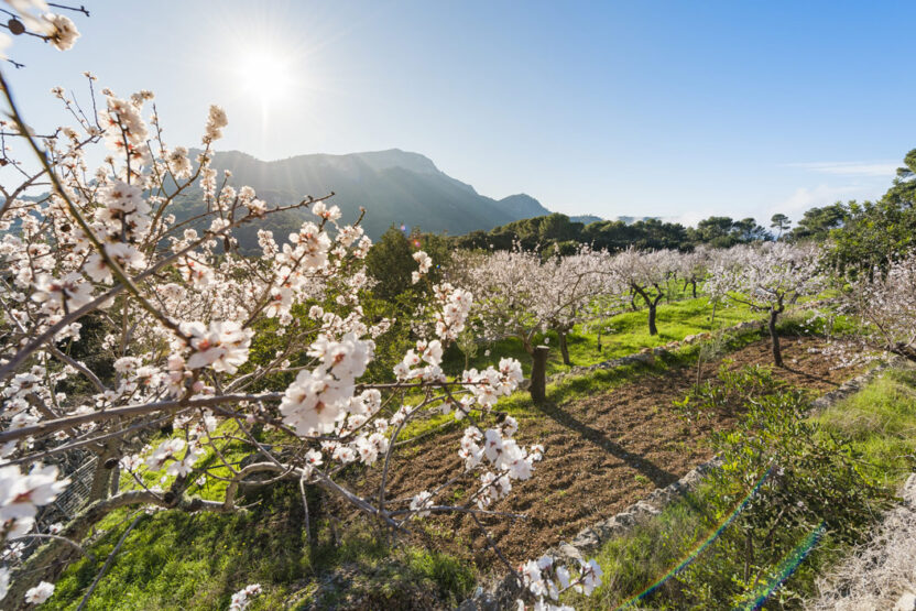 Mandelblütenzeit auf Mallorca