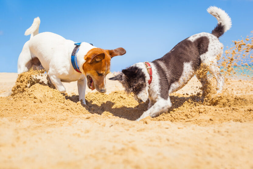 Urlaub mit Hund