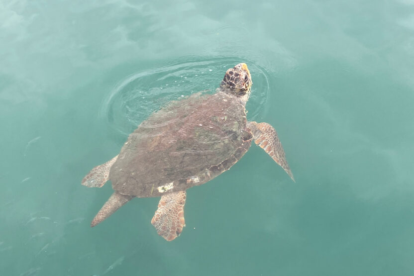 Carretta Carretta Schildkröte